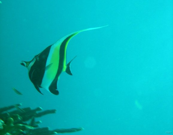 51- Notre poisson prefere 